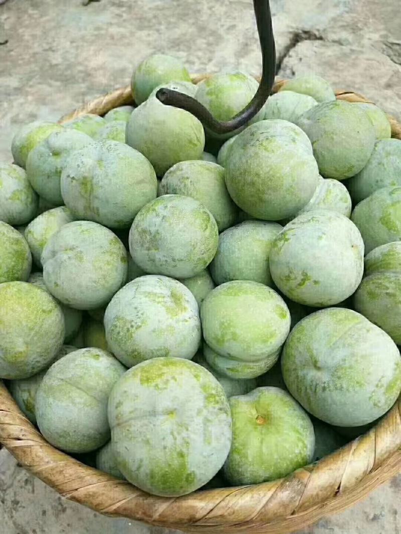 巫山脆李晚熟品种口感**专业代办有需要联系