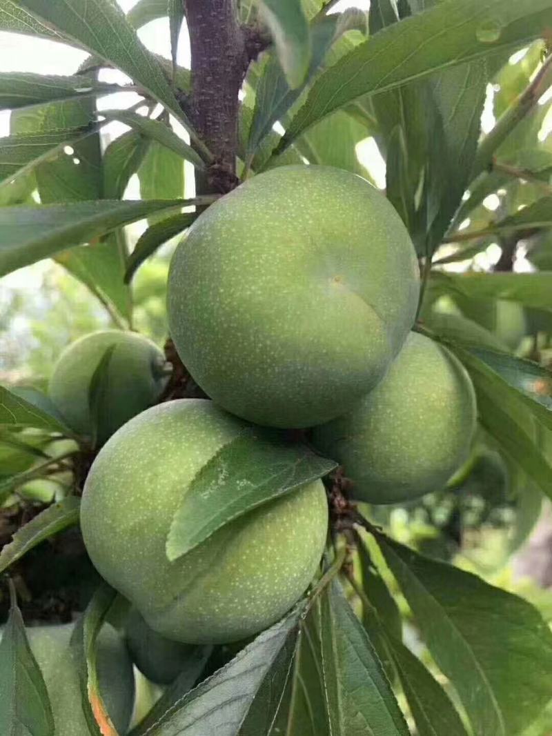 巫山脆李晚熟品种口感**专业代办有需要联系