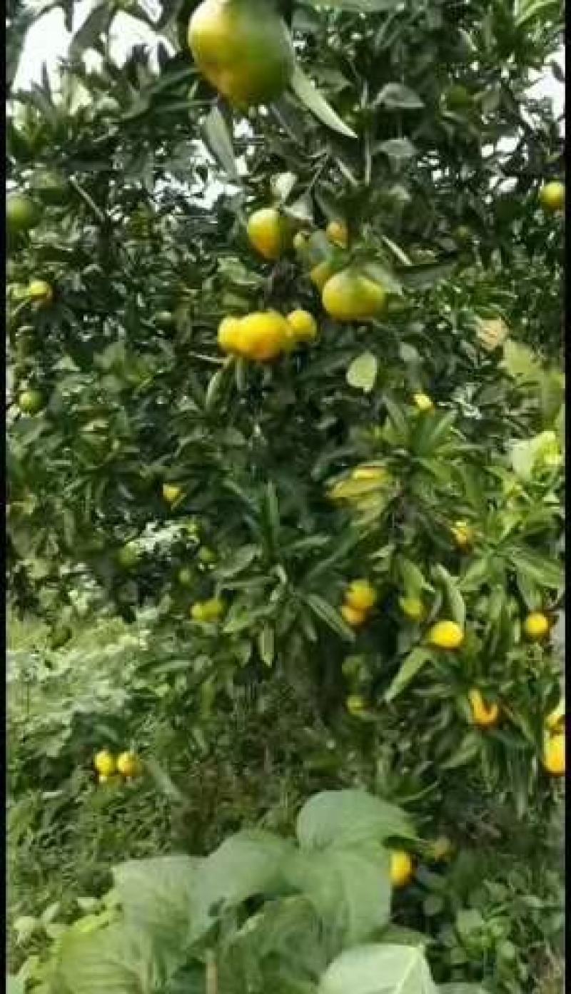 特早，蜜橘，贡果产地直销，市场，社区团购电商，一条龙服务
