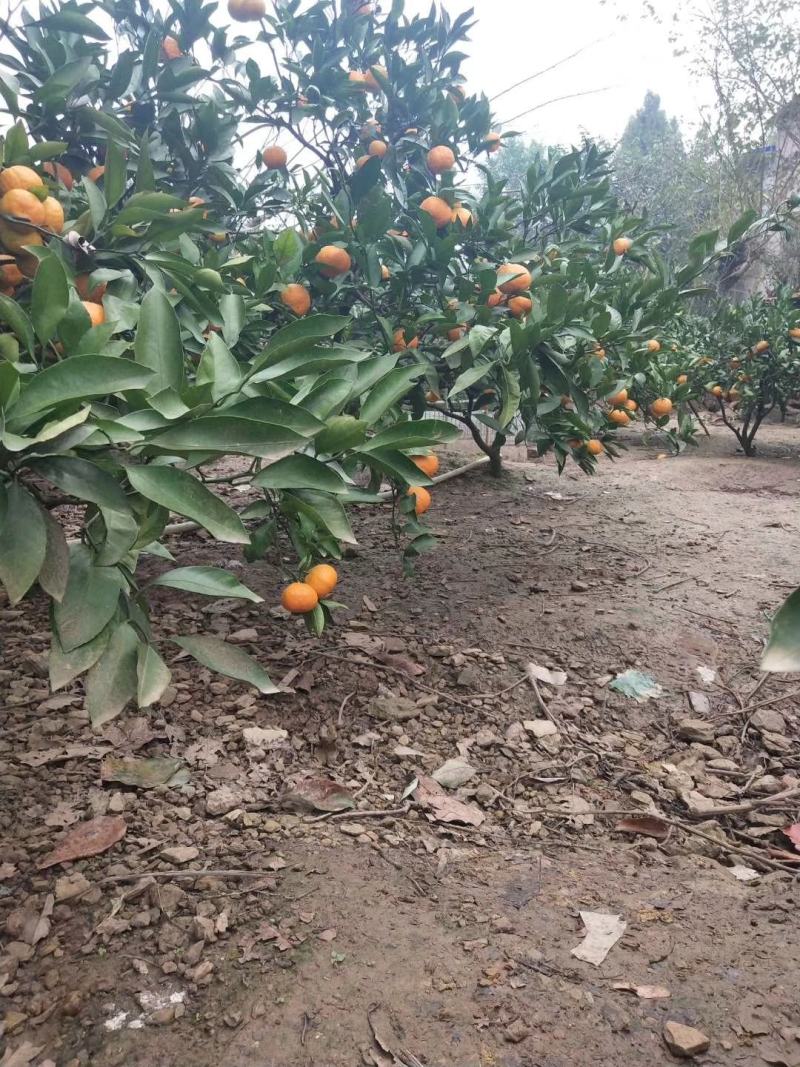 特早，蜜橘，贡果产地直销，市场，社区团购电商，一条龙服务