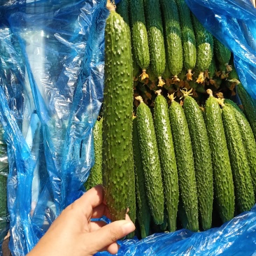 精品中小条干花密刺黄瓜精品通货