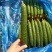 精品中小条干花密刺黄瓜精品通货