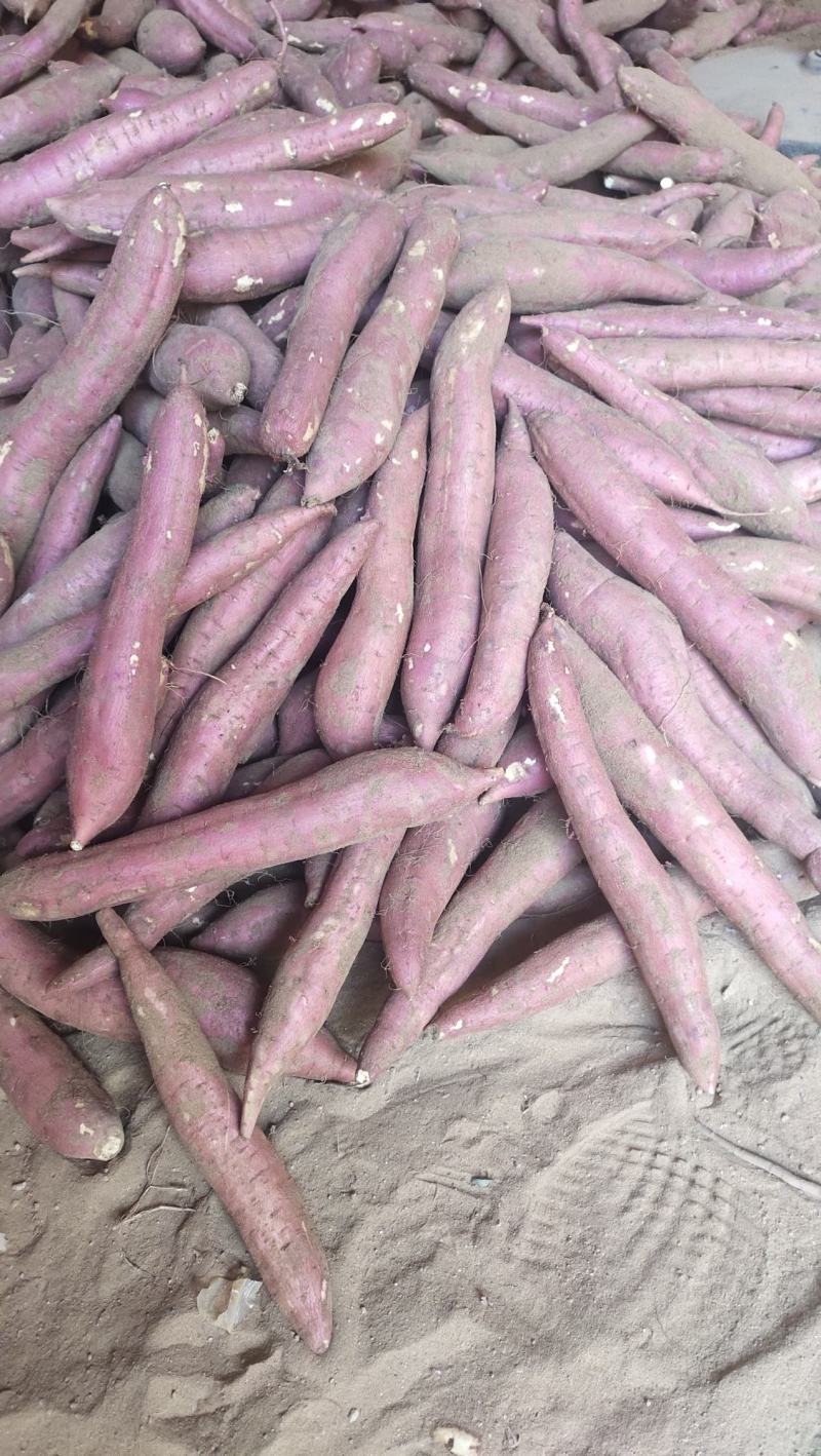 【热卖】陕西大荔板栗红薯，对接各大电商，欢迎联系！量大从