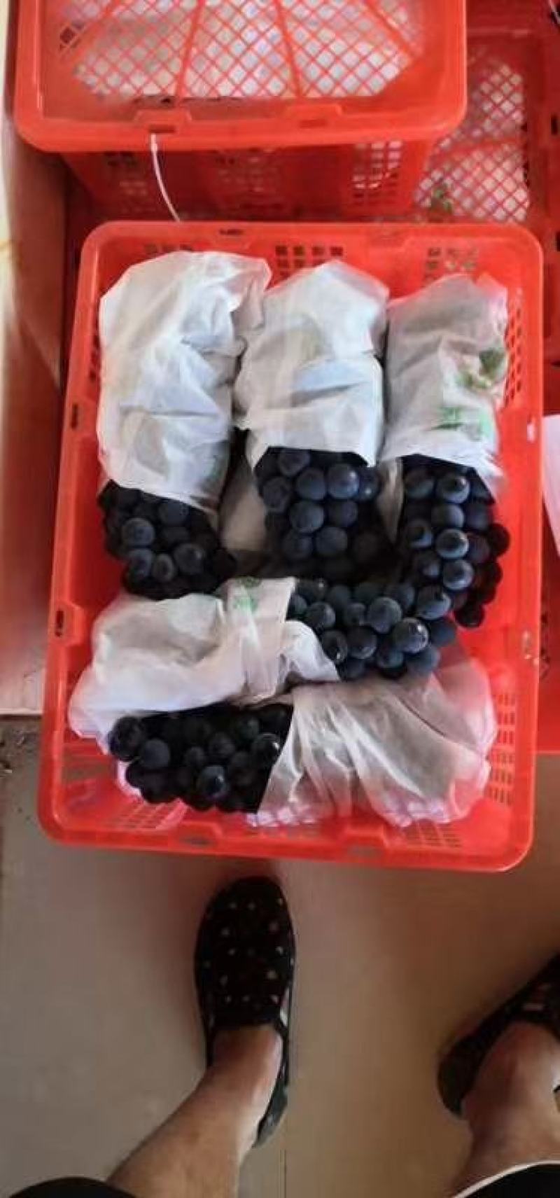 带盖一次性桂圆筐塑料筐包装筐厂家批发
