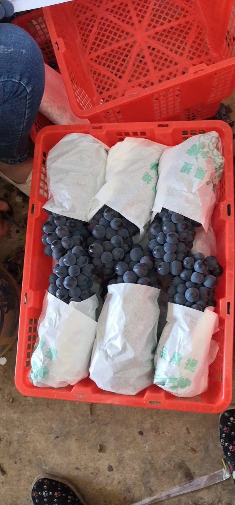 带盖一次性桂圆筐塑料筐包装筐厂家批发