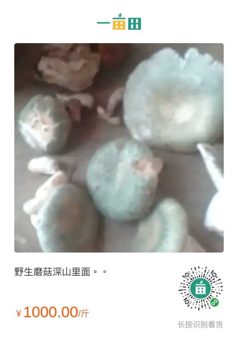 野生蘑菇生长在身上里面，青头菌鸡油菌，美味食材。