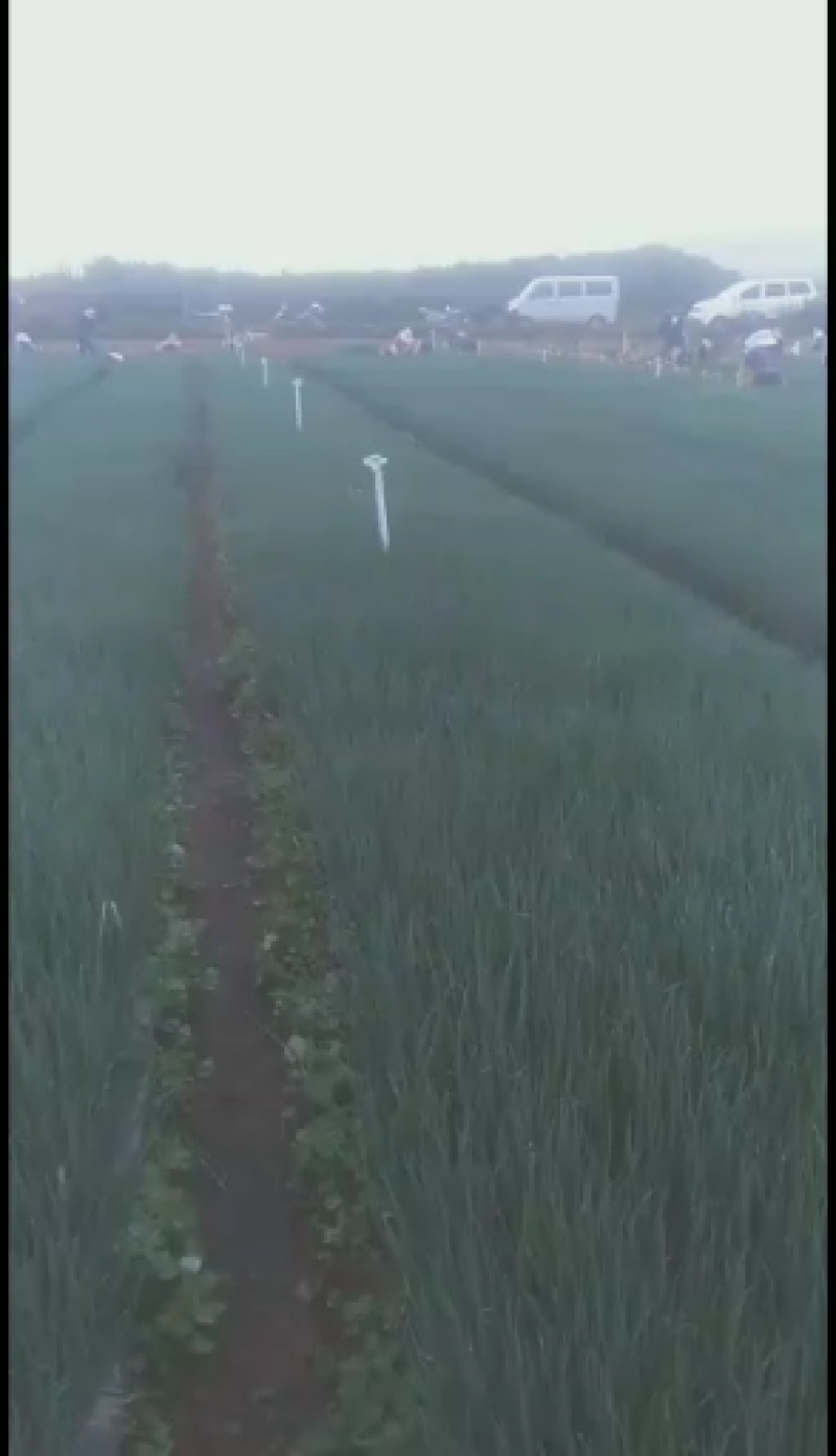 香葱水洗葱。红葱。小白葱，小香葱。大管黑葱。