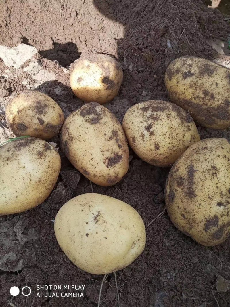 齐齐哈尔土豆大量上市中