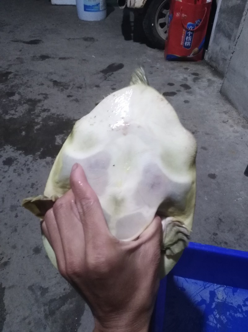 外塘甲鱼中华鳖（产地直销）母甲鱼包活