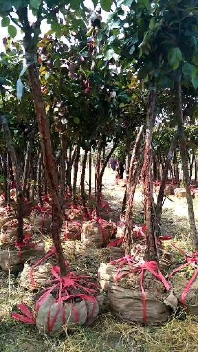 月季木桩3--8公分