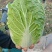 东北大庆市肇州县黄心大白菜上市了大秋黄经销处