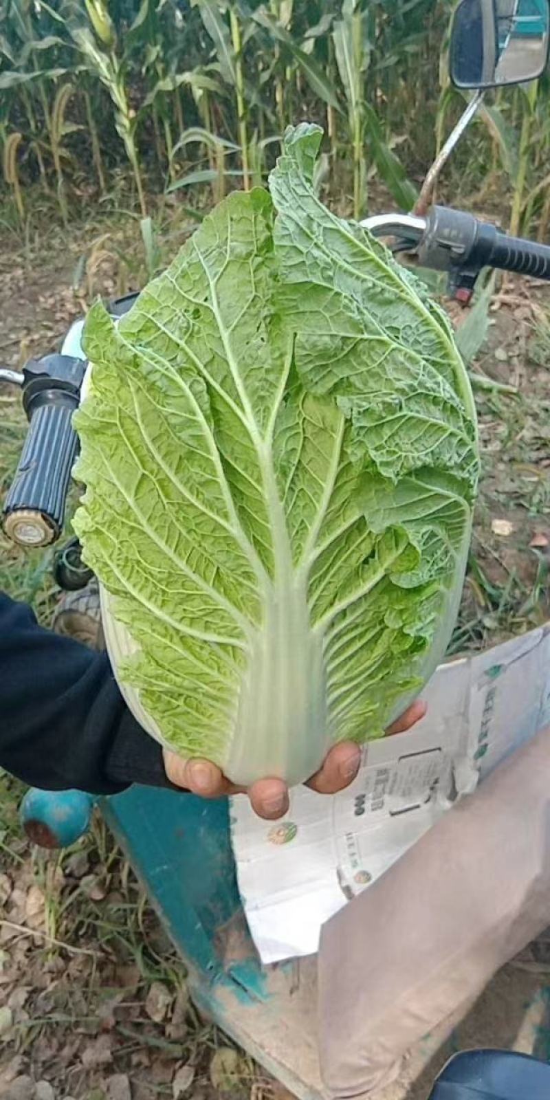 东北大庆市肇州县黄心大白菜上市了大秋黄经销处