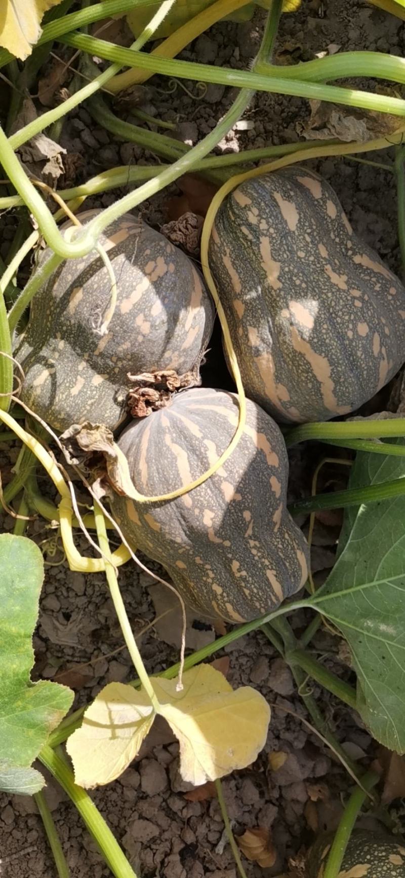 【基地直供】奶油小糯仔南瓜，个头均匀瓜型好，口感粉糯