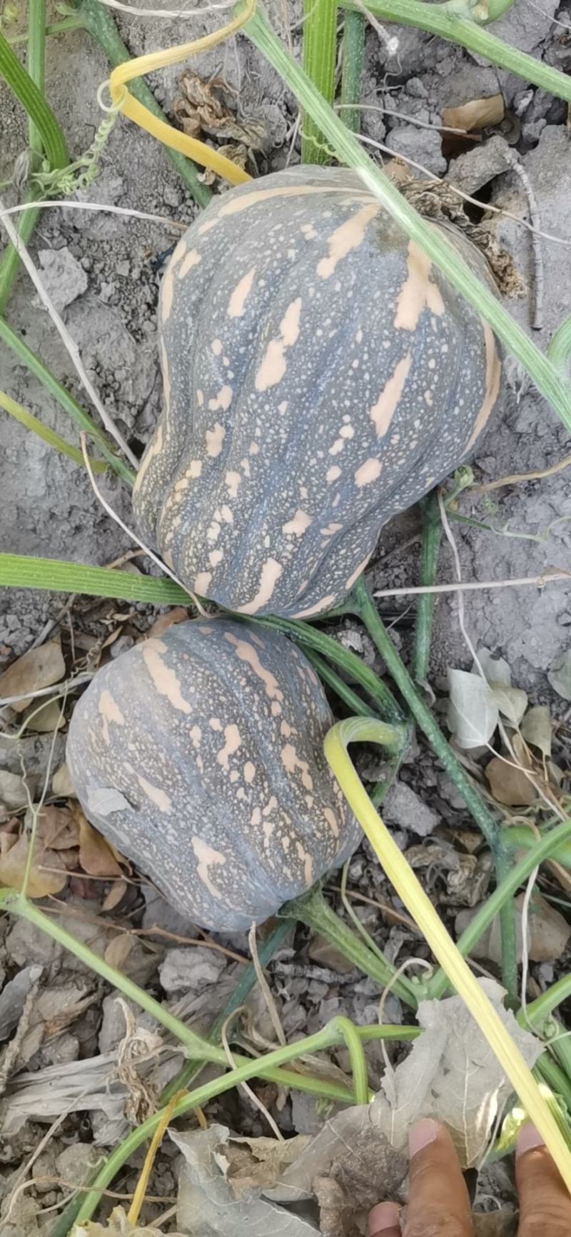 【基地直供】奶油小糯仔南瓜，个头均匀瓜型好，口感粉糯