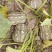 【基地直供】奶油小糯仔南瓜，个头均匀瓜型好，口感粉糯