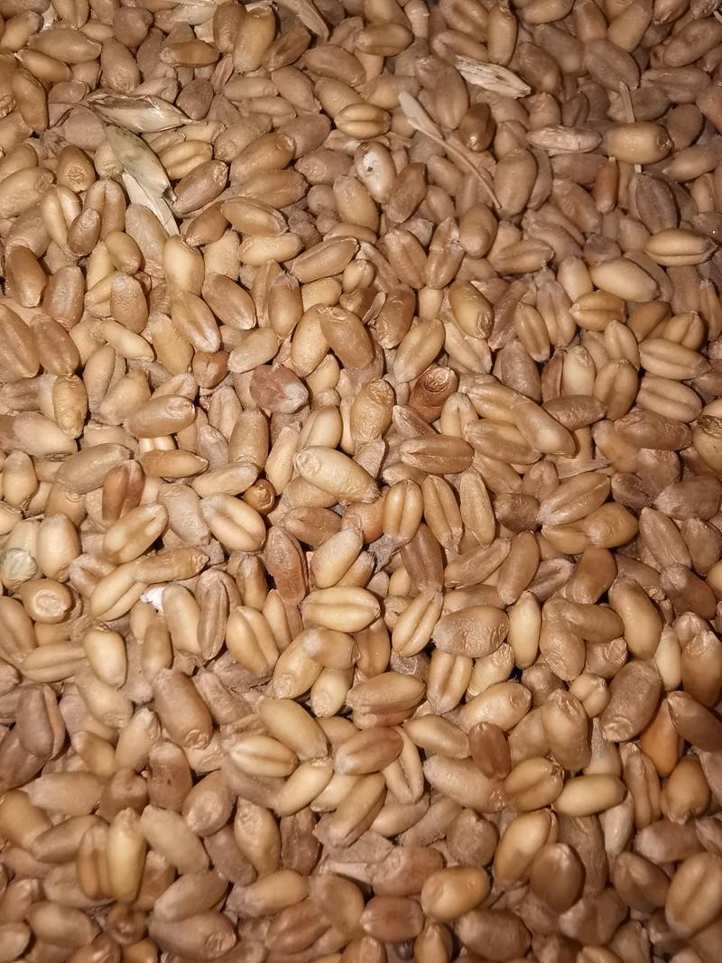 2023年四川新小麦出售酒厂专用软质白麦红麦