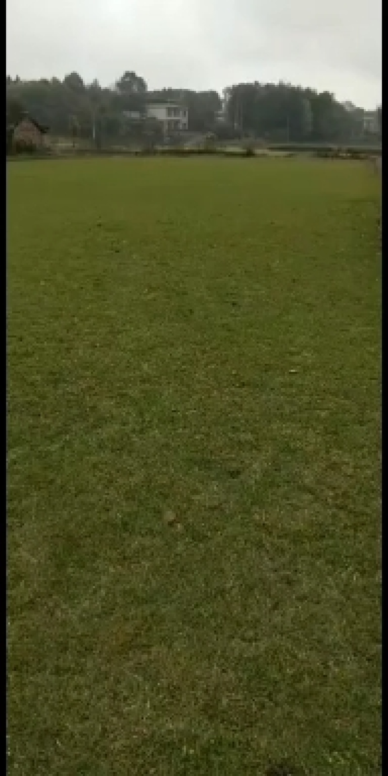 承接名种绿化工程各种类型包成活草皮欢迎老板下单咨询