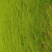 绿化冷、暖型系列各种草皮