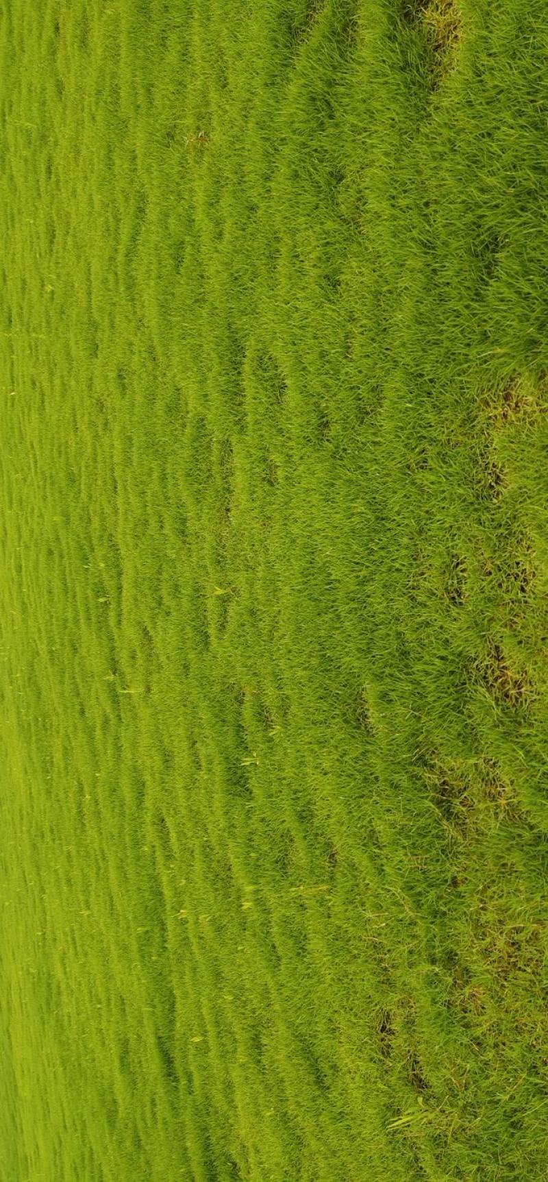 绿化冷、暖型系列各种草皮