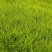 绿化冷、暖型系列各种草皮