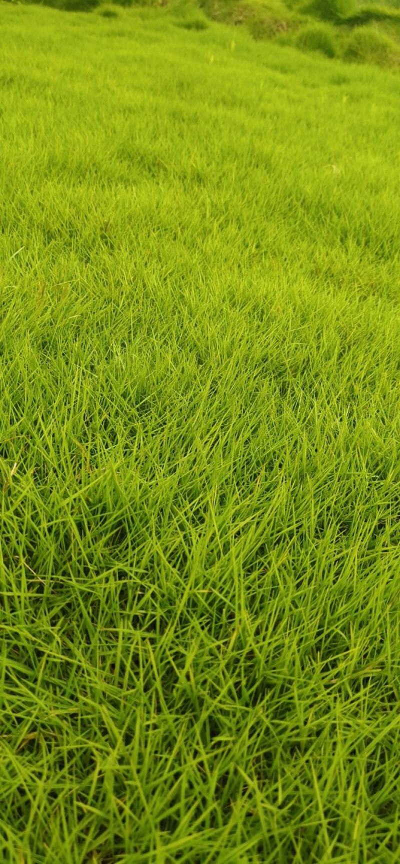 绿化冷、暖型系列各种草皮