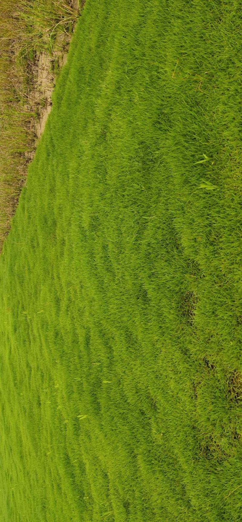 绿化冷、暖型系列各种草皮