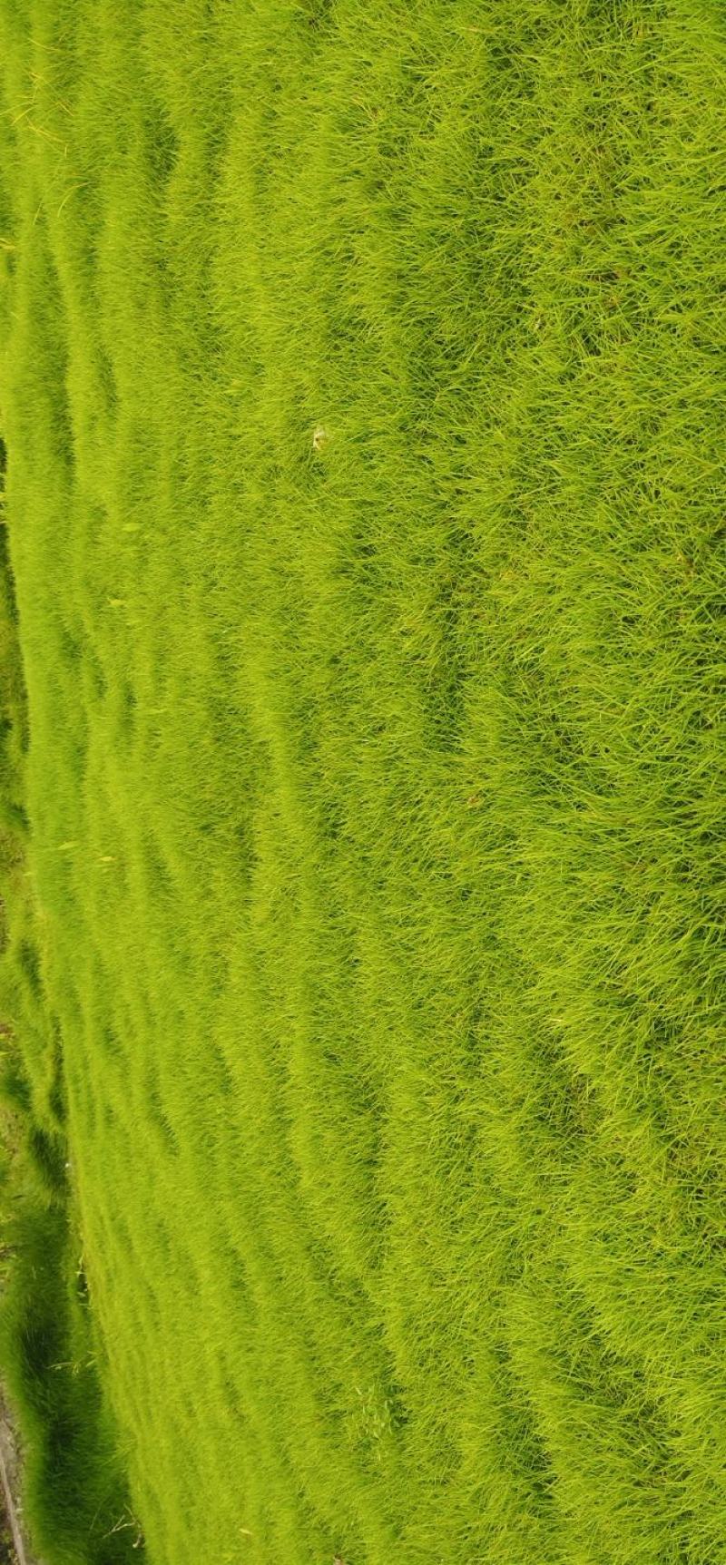 绿化冷、暖型系列各种草皮