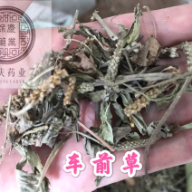 车前草保庆药业批发车前草实物拍摄车前草