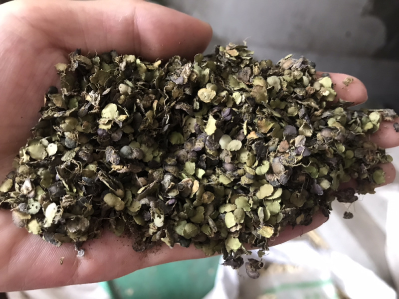 浮萍保庆药业现货干货浮萍实物拍摄发货如图