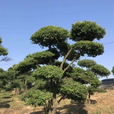 大量供应造型女贞桩九江