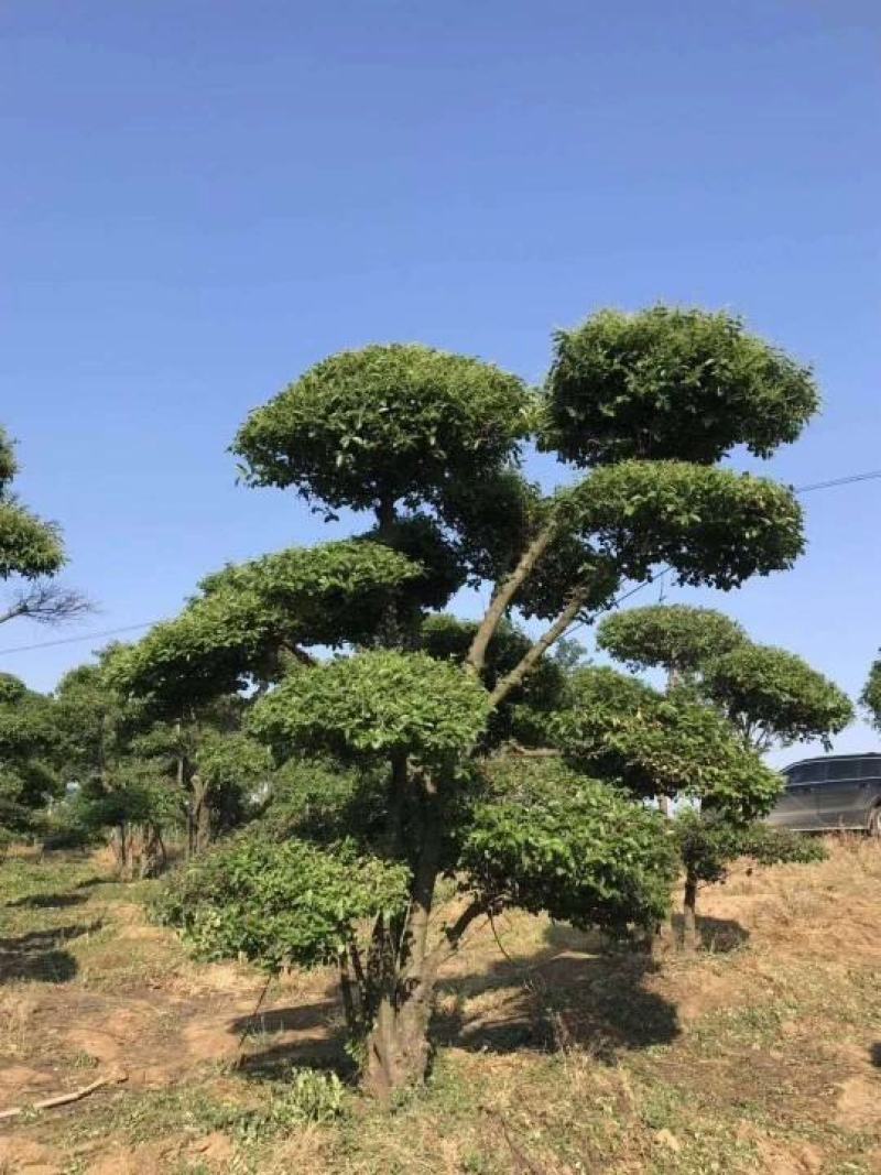 大量供应造型女贞桩九江