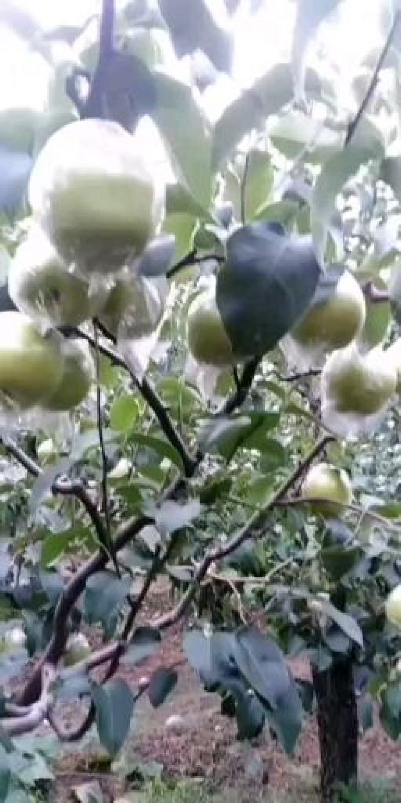 雪花梨，大量出售河北唐山