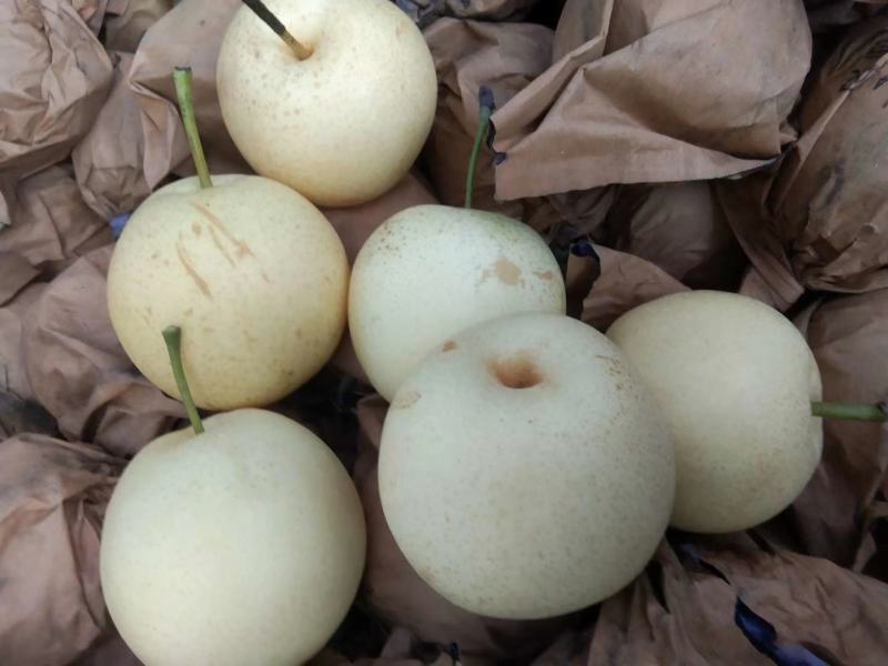 原装袋皇冠梨甜梨口感甜价格便宜大量有货