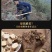 天然野生黄芪，高含量，整支，切片，全国包邮。