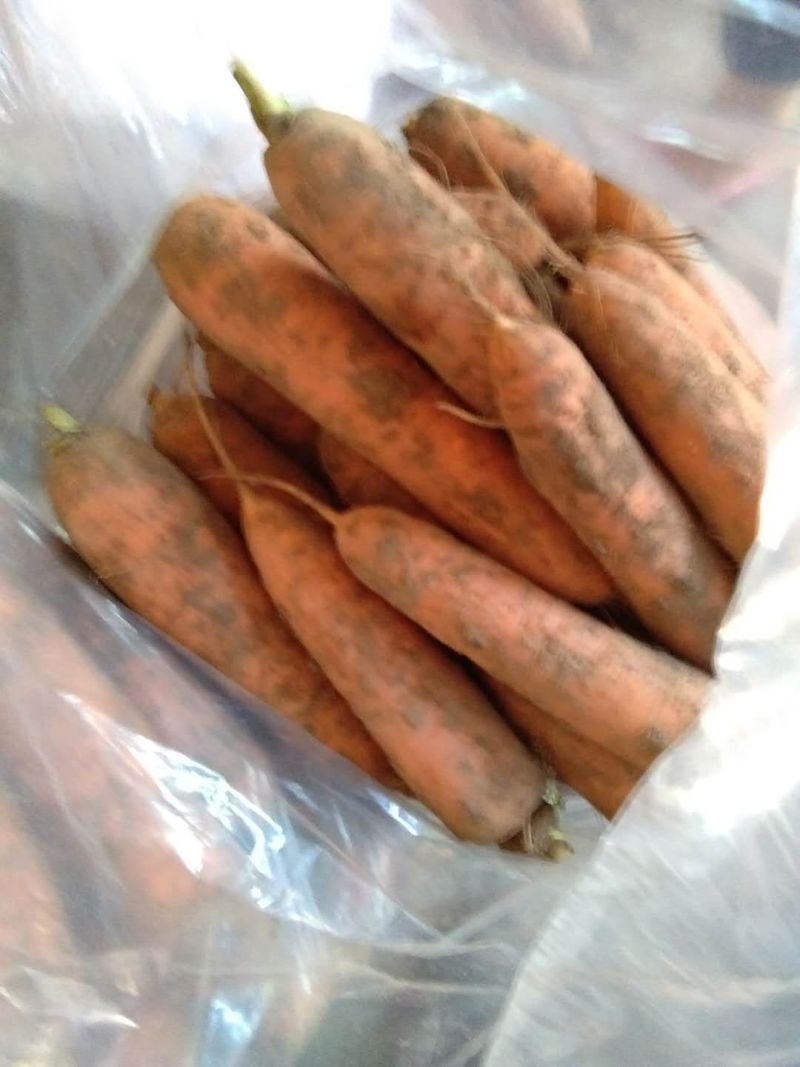 胡萝卜本地精品现有十余亩现货