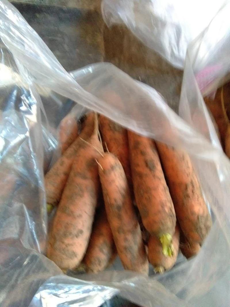 胡萝卜本地精品现有十余亩现货