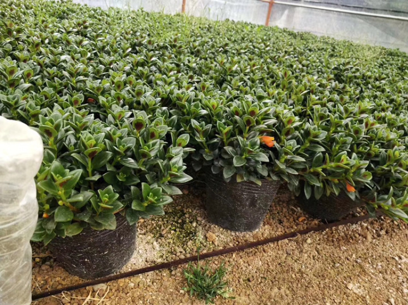 金鱼草带苞14#16#（红杯黑杯）产地直发量大从优可视频