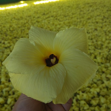 黄蜀葵花，自家种植加工