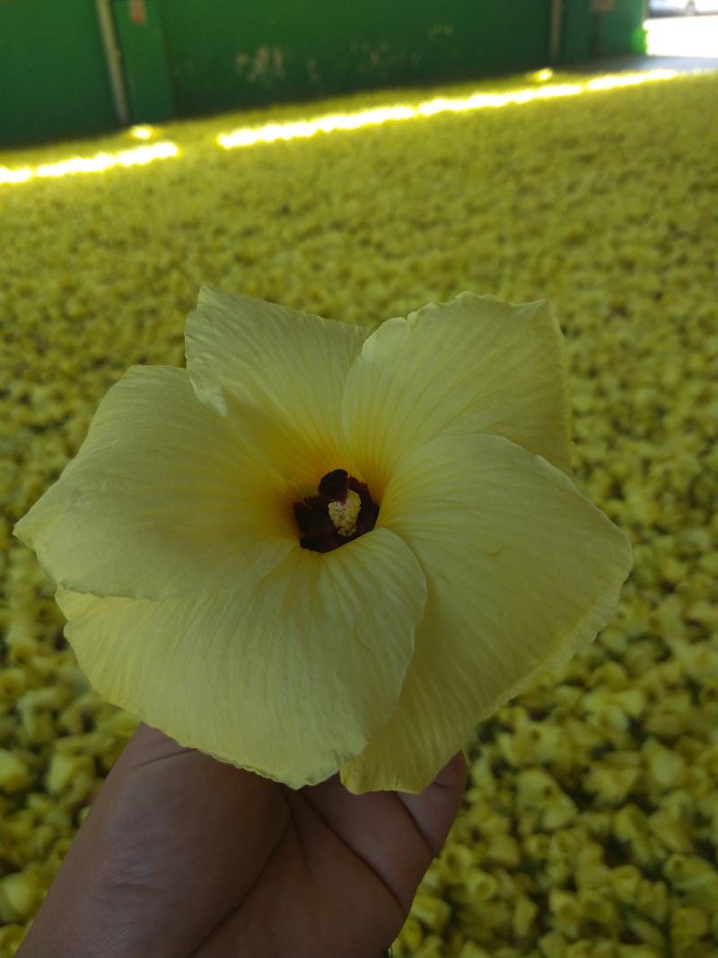 黄蜀葵花，自家种植加工