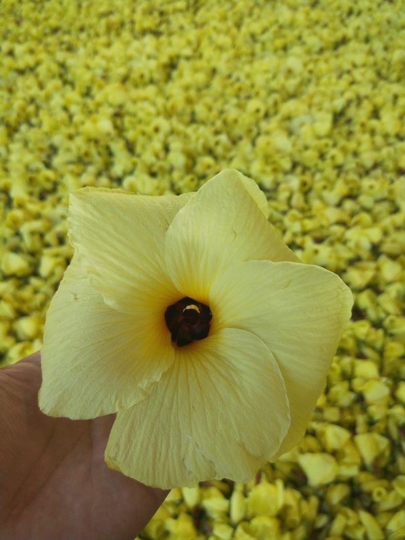 黄蜀葵花，自家种植加工