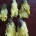 黄蜀葵花，自家种植加工