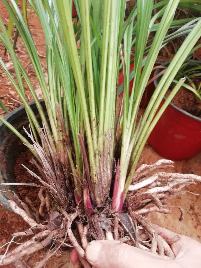 秋芝兰寒兰浓香型整体大丛