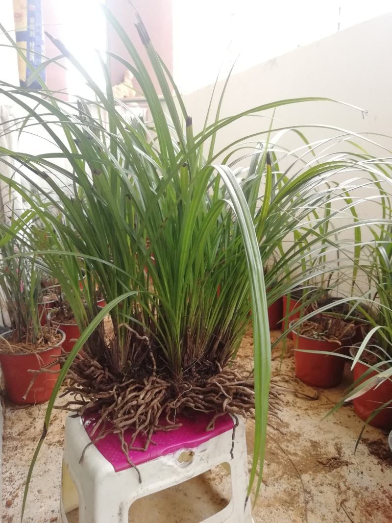 秋芝兰寒兰浓香型整体大丛