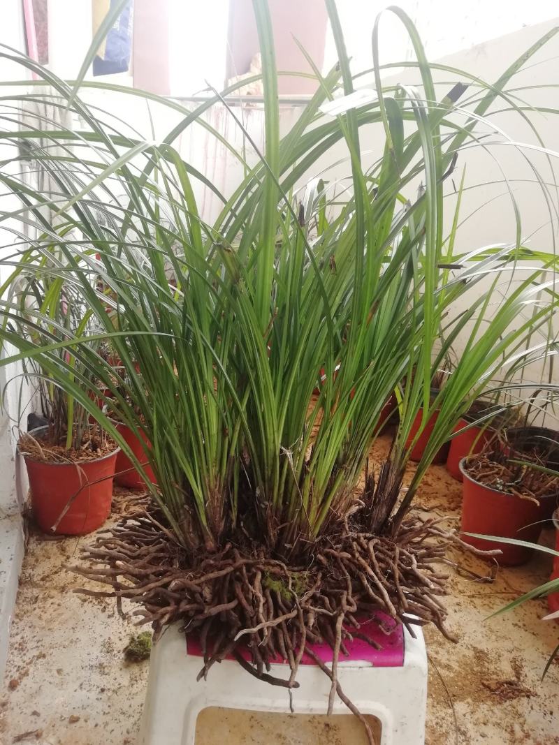秋芝兰寒兰浓香型整体大丛