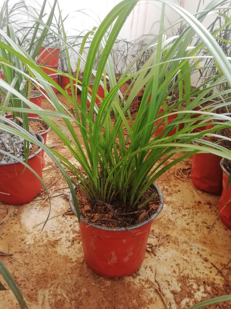 秋芝兰寒兰浓香型整体大丛