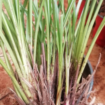 秋芝兰寒兰浓香型整体大丛