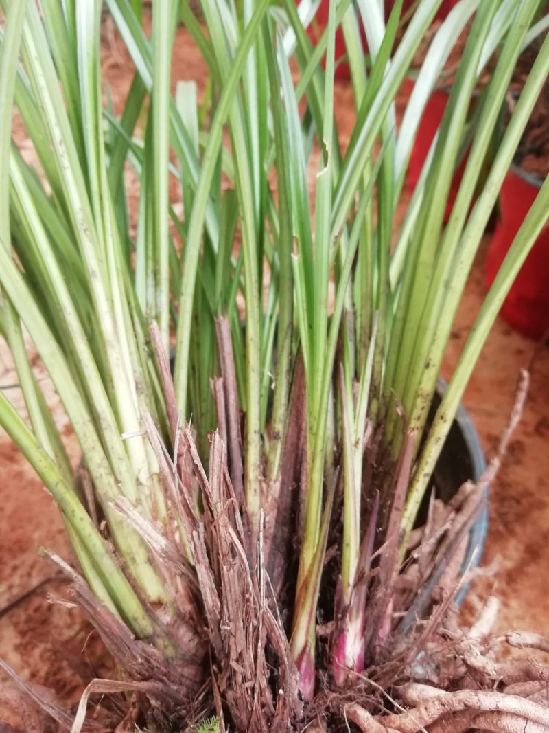 秋芝兰寒兰浓香型整体大丛