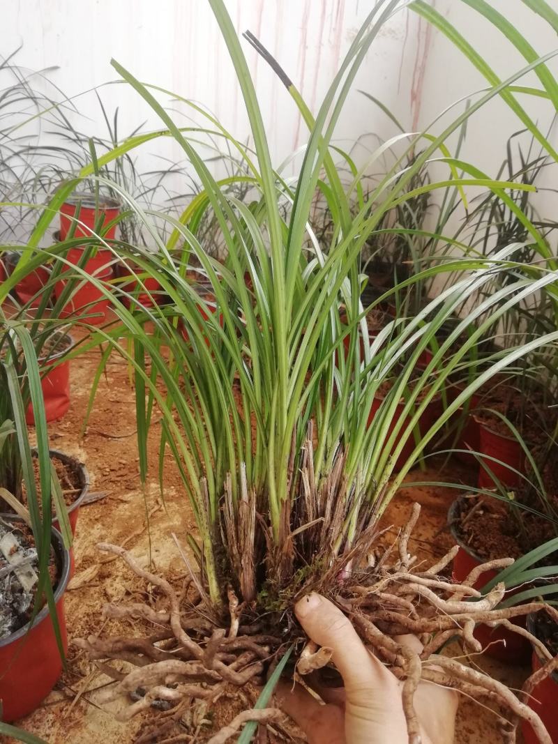 秋芝兰寒兰浓香型整体大丛