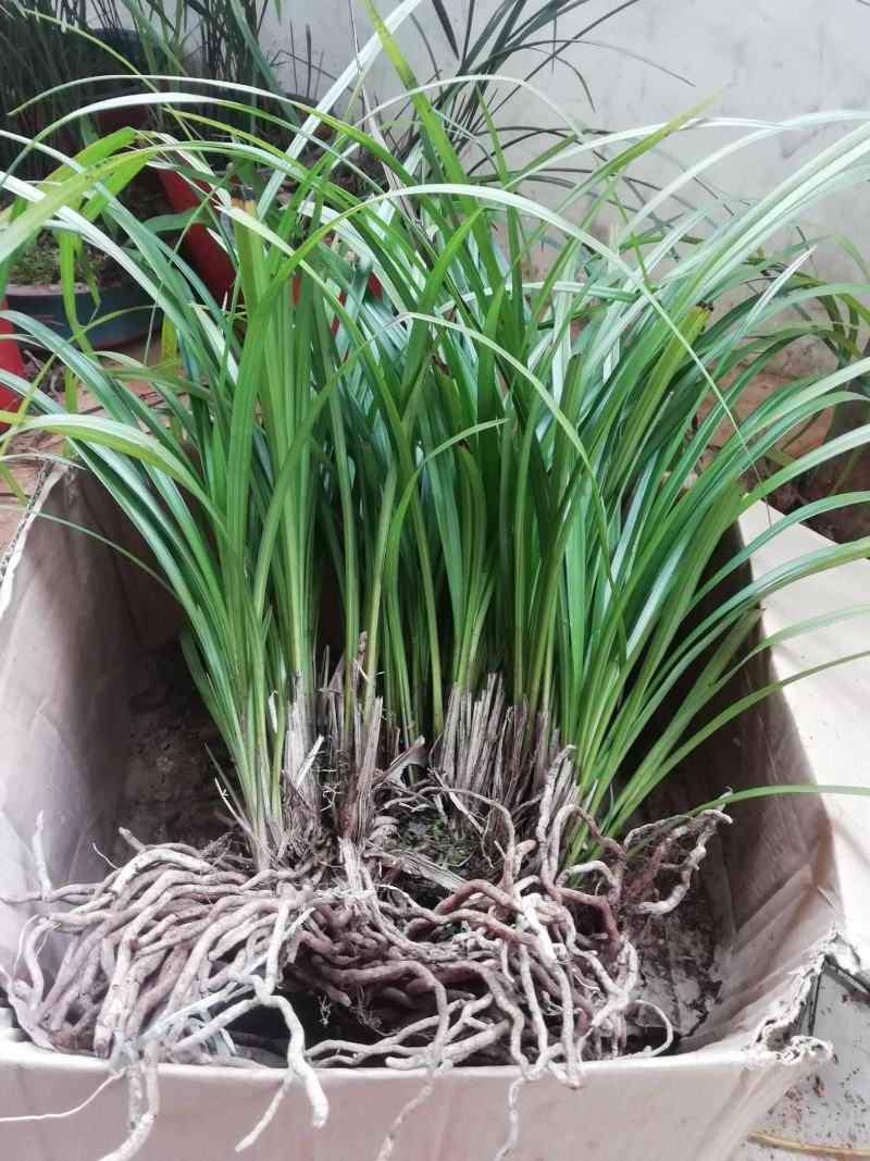 秋芝兰寒兰浓香型整体大丛