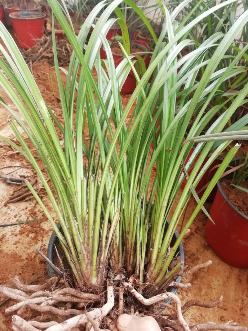 秋芝兰寒兰浓香型整体大丛